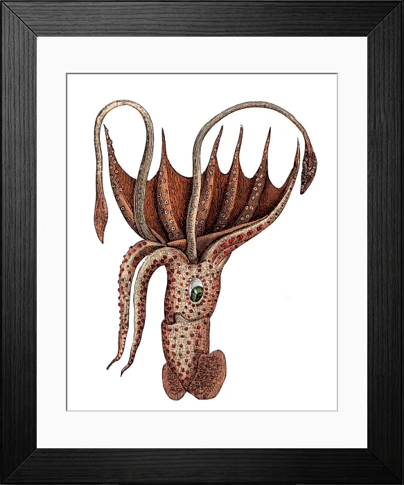 Framed Print : Squid, Deep Sea Cephalopod Framed Print : Squid, Deep Sea Cephalopod