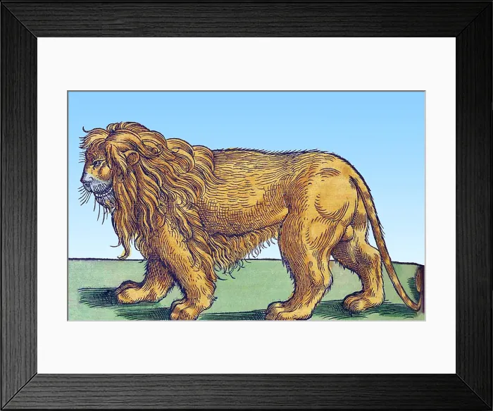 Framed Print : Gessner, Lion, 16th Century