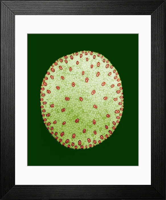 Framed Print : Stem of a Corn Plant, light micrograph Framed Print : Stem of a Corn Plant, light micrograph