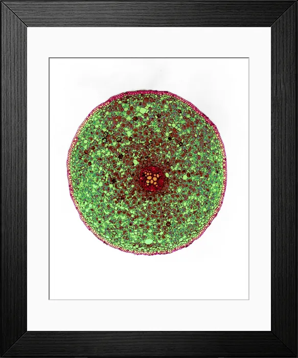 Framed Print : Ranunculus Root, light micrograph
