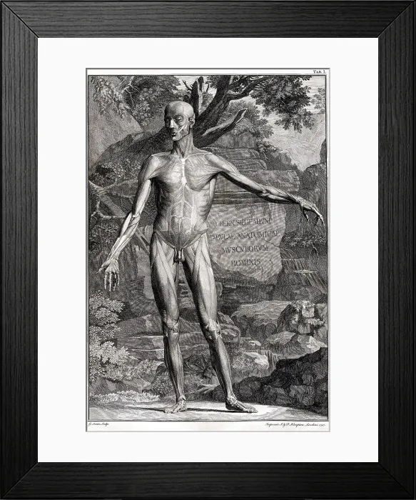 Framed Print : 18th Century Anatomical Engraving Framed Print : 18th Century Anatomical Engraving