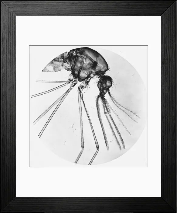 Framed Print : Anopheles Mosquito under a microscope Framed Print : Anopheles Mosquito under a microscope