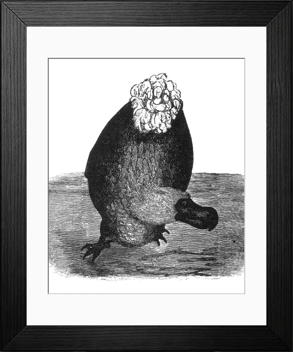 Framed Print : Dodo. The Dodo is an extinct flightless bird