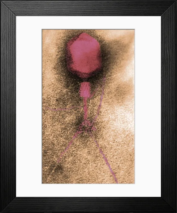 Framed Print : Enterobacteria Phage T4, Capsid and Tail, TEM Framed Print : Enterobacteria Phage T4, Capsid and Tail, TEM