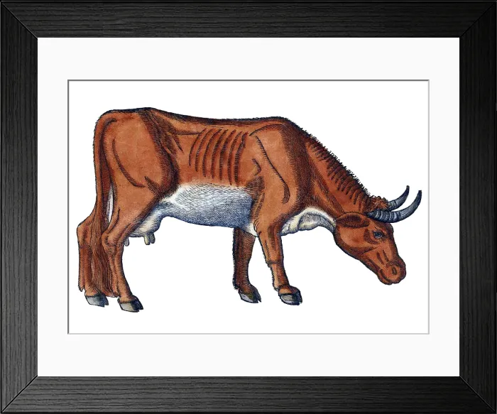 Framed Print : Gessner, Cow, 16th Century