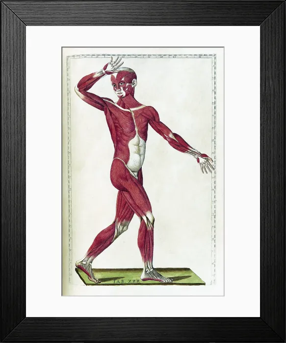 Framed Print : Eustachi, 'Tabulae anatomicae', 1783 Framed Print : Eustachi, 'Tabulae anatomicae', 1783
