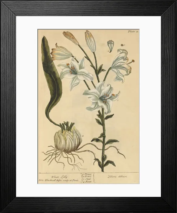 Framed Print : White Lily, Medicinal Plant, 1737 Framed Print : White Lily, Medicinal Plant, 1737