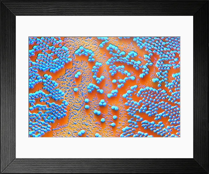 Framed Print : Human Enterovirus, Poliovirus, TEM Framed Print : Human Enterovirus, Poliovirus, TEM