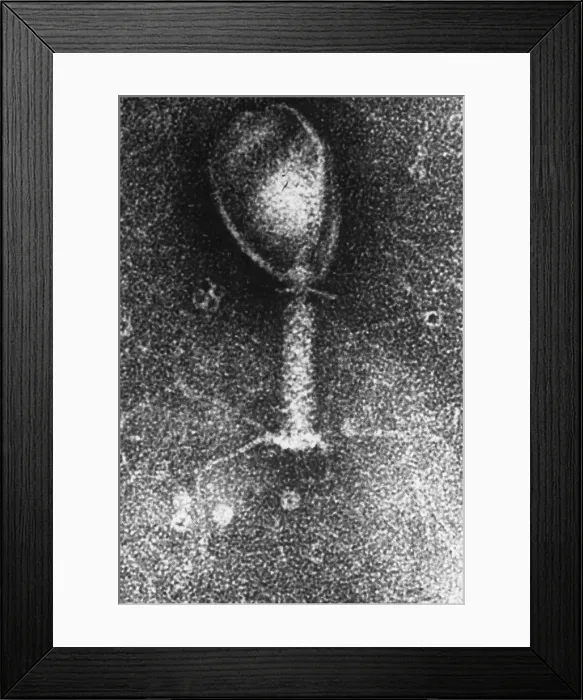 Framed Print : Enterobacteria phage T2, TEM Framed Print : Enterobacteria phage T2, TEM