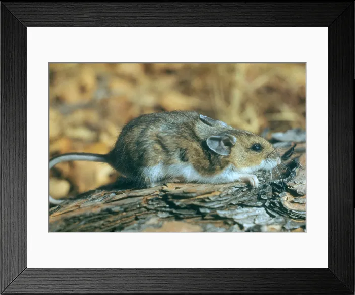 Framed Print : Mouse on a Log Framed Print : Mouse on a Log