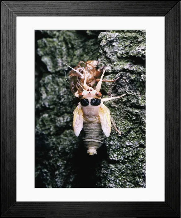Framed Print : Periodical Cicada Framed Print : Periodical Cicada