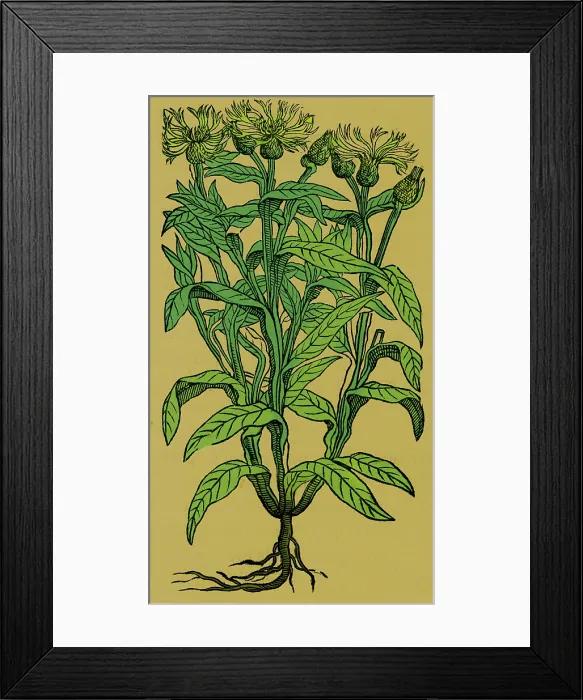 Framed Print : Centaurea Montana, Bachelor's Button
