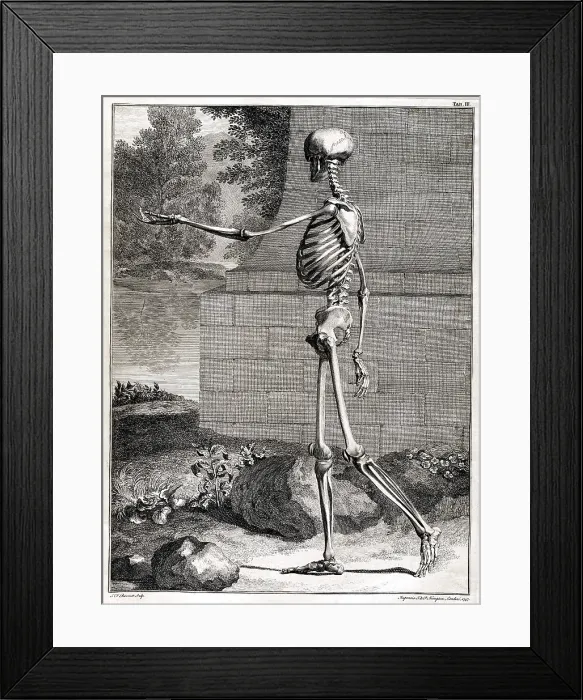 Framed Print : 18th Century Anatomical Engraving Framed Print : 18th Century Anatomical Engraving