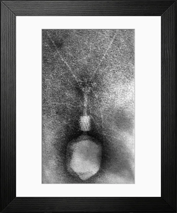 Framed Print : Enterobacteria Phage T4, Capsid and Tail, TEM Framed Print : Enterobacteria Phage T4, Capsid and Tail, TEM