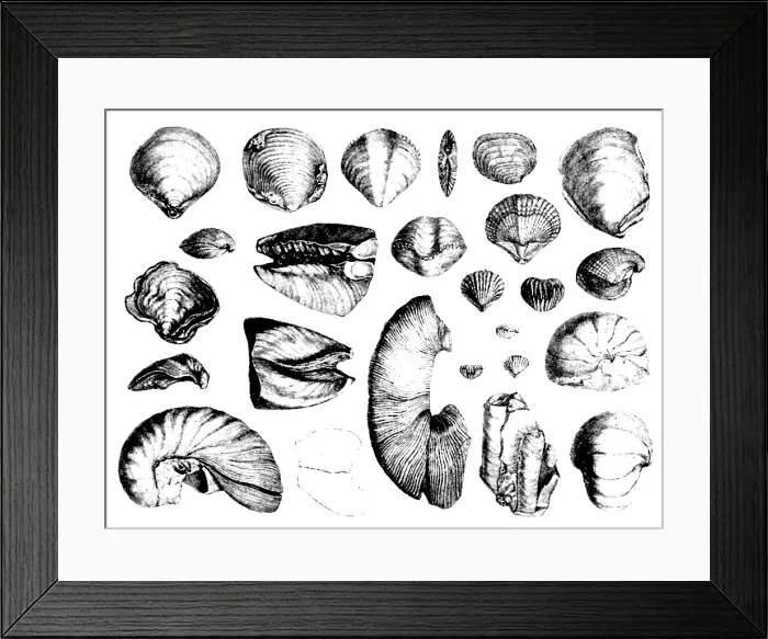 Framed Print : Fossilized Shells, 1844 Framed Print : Fossilized Shells, 1844