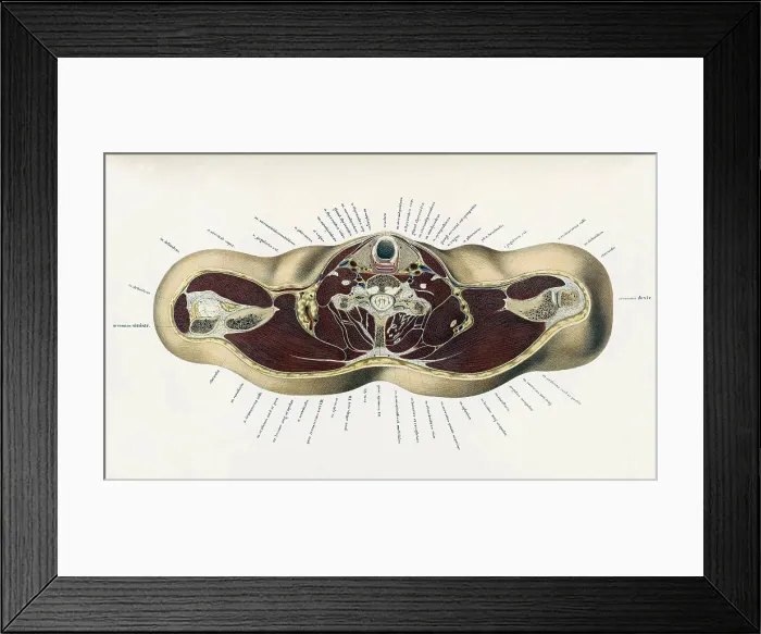 Framed Print : Topographisch-anatomischer, Braune, 1872 Framed Print : Topographisch-anatomischer, Braune, 1872