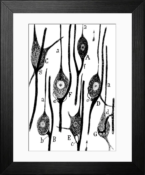 Framed Print : Neural Connections Illustration, Ramon y Cajal