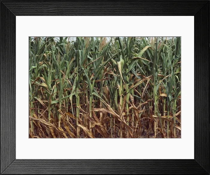 Framed Print : Corn Crop Stressed by Drought Framed Print : Corn Crop Stressed by Drought