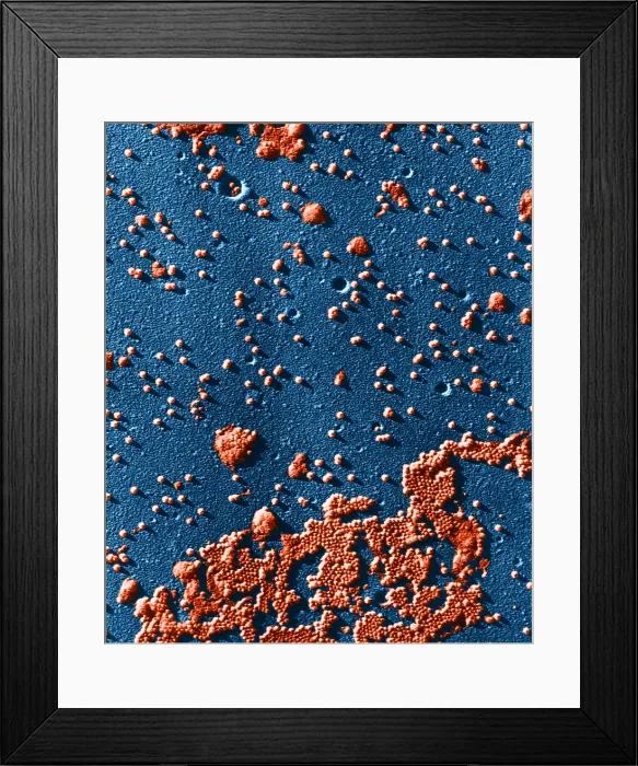 Framed Print : Human Enterovirus, Poliovirus, TEM Framed Print : Human Enterovirus, Poliovirus, TEM