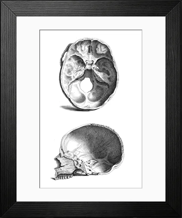 Framed Print : William Cheselden, 'Osteographia', 1733