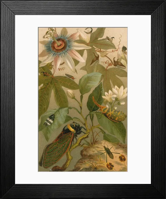 Framed Print : Clematis, Cicada and Beetles, 1894 Framed Print : Clematis, Cicada and Beetles, 1894