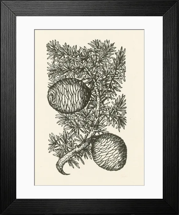 Framed Print : Cassia Tree, Alchemy Plant Framed Print : Cassia Tree, Alchemy Plant