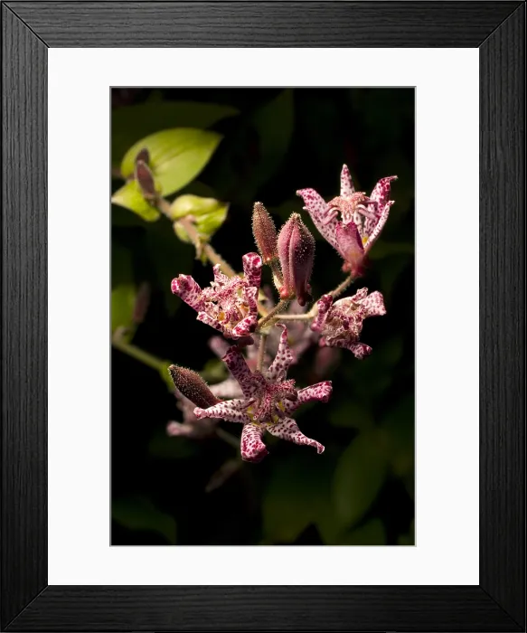 Framed Print : Toad Lily. Close up of toad lily flowers (Tricyrtis hirta) Framed Print : Toad Lily. Close up of toad lily flowers (Tricyrtis hirta)