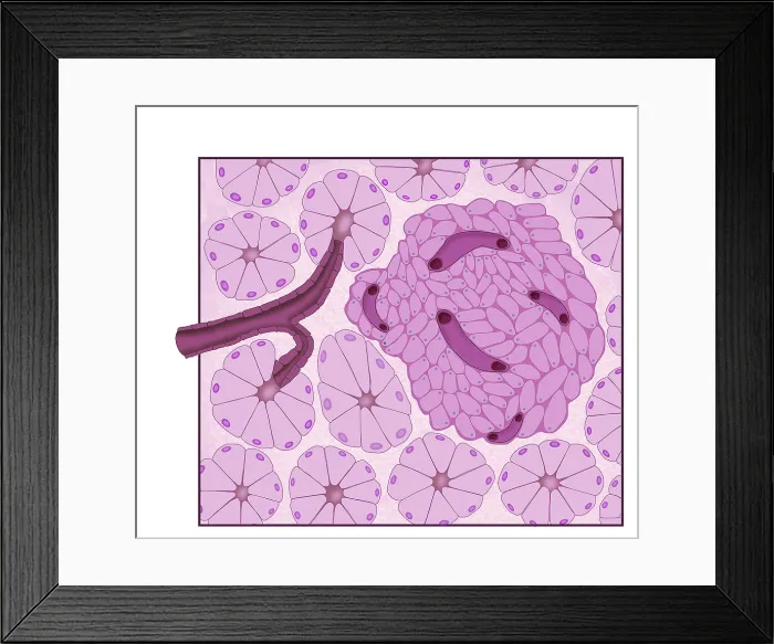 Framed Print : Digestive and Endocrine Systems, Pancreatic Islets Framed Print : Digestive and Endocrine Systems, Pancreatic Islets
