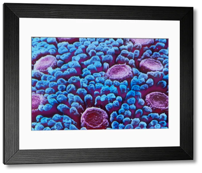 Framed Print : Taste Buds, under a microscope (SEM)