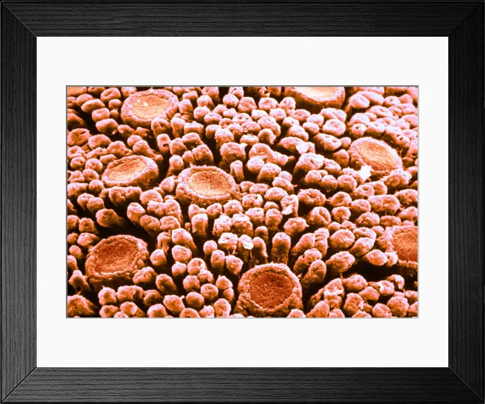 Framed Print : Tastebuds. Color enhanced scanning electron micrograph of taste buds on Framed Print : Tastebuds. Color enhanced scanning electron micrograph of taste buds on
