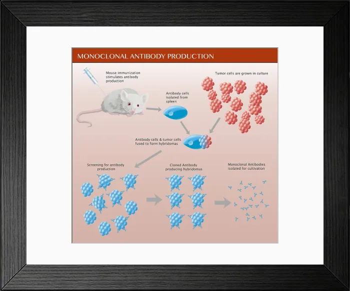 Framed Print : Monoclonal Antibody Production, Illustration Framed Print : Monoclonal Antibody Production, Illustration