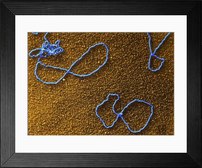Framed Print : Circular DNA, TEM Framed Print : Circular DNA, TEM