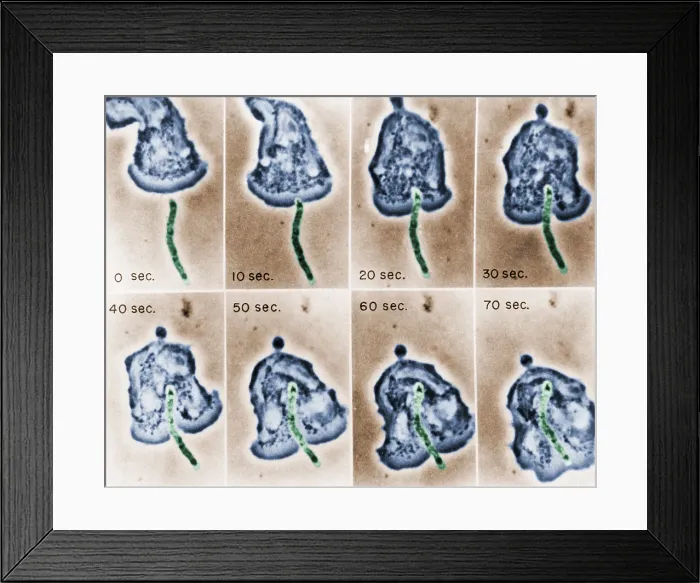 Framed Print : Phagocytosis, WBC Ingests Bacillus megaterium, light micrograph Framed Print : Phagocytosis, WBC Ingests Bacillus megaterium, light micrograph