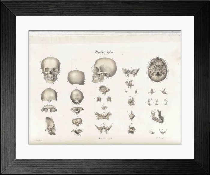 Framed Print : Anatomie Methodique Illustrations