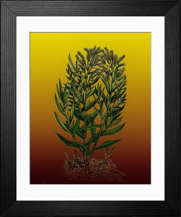 Framed Print : Tarragon, Perennial Herb Framed Print : Tarragon, Perennial Herb
