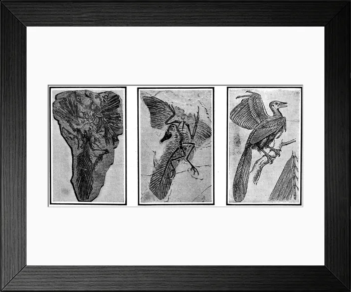 Framed Print : Archaeopteryx, Primordial Bird