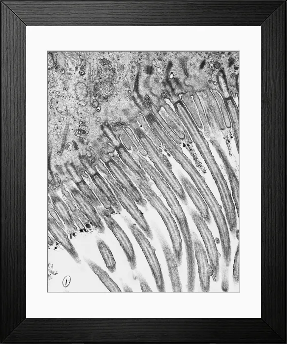 Framed Print : Cell Structure, Cilia, TEM Framed Print : Cell Structure, Cilia, TEM