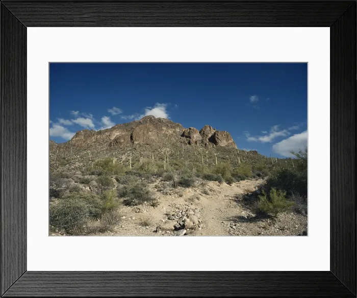 Framed Print : Sonoran Desert Framed Print : Sonoran Desert