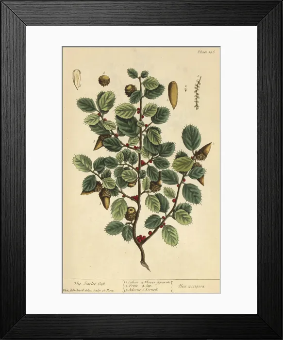 Framed Print : Scarlet Oak, Medicinal Plant, 1737 Framed Print : Scarlet Oak, Medicinal Plant, 1737