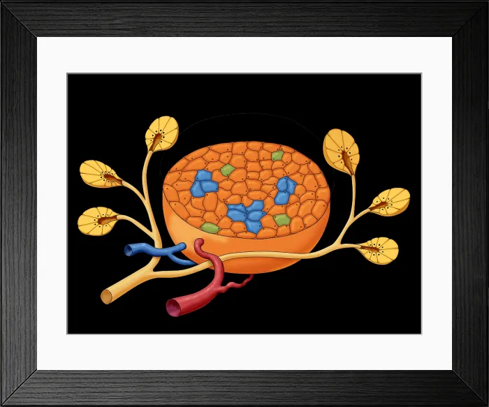 Framed Print : Islets of Langerhans, Illustration