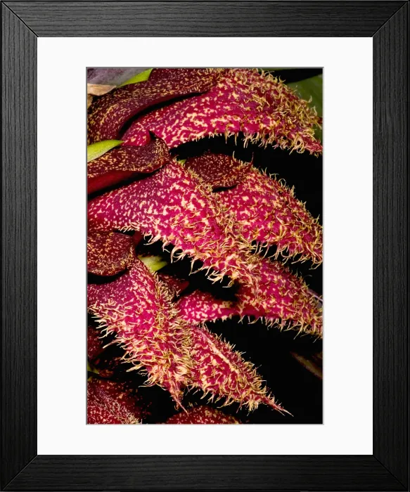 Framed Print : Bulbophyllum Orchid Framed Print : Bulbophyllum Orchid