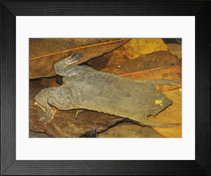 Framed Print : Surinam Toad Framed Print : Surinam Toad