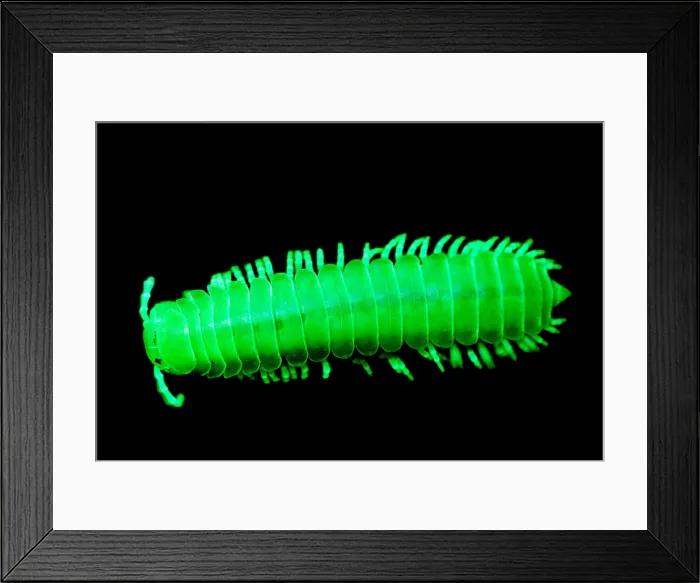 Framed Print : Fluorescent Millipede Framed Print : Fluorescent Millipede