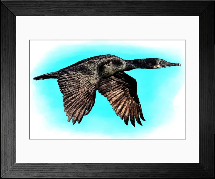 Framed Print : Brandts Cormorant Framed Print : Brandts Cormorant