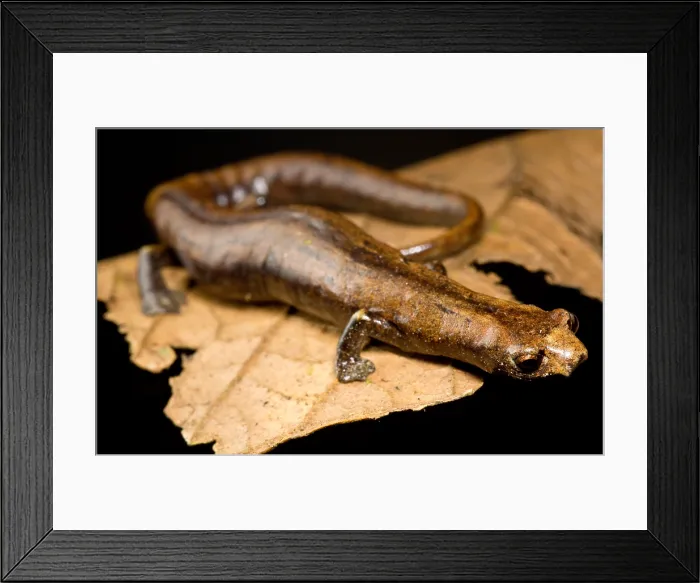 Framed Print : Nauta Palm Foot Salamander Framed Print : Nauta Palm Foot Salamander