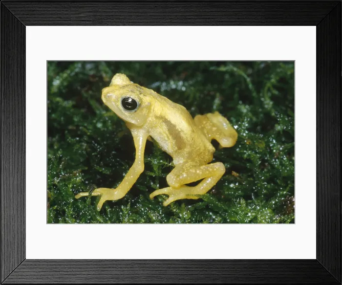 Framed Print : Kihansi Spray Toad Framed Print : Kihansi Spray Toad