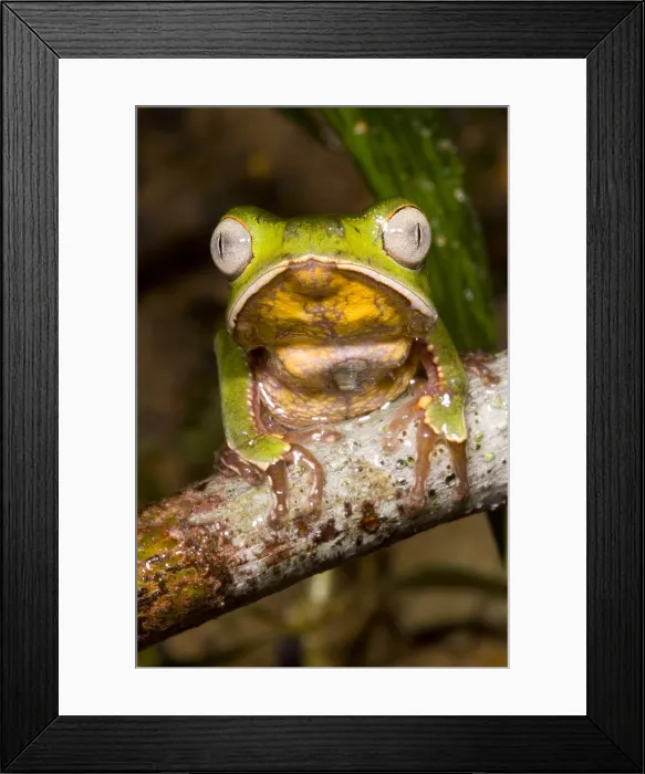 Framed Print : Vaillanti's Monkey Frog Framed Print : Vaillanti's Monkey Frog