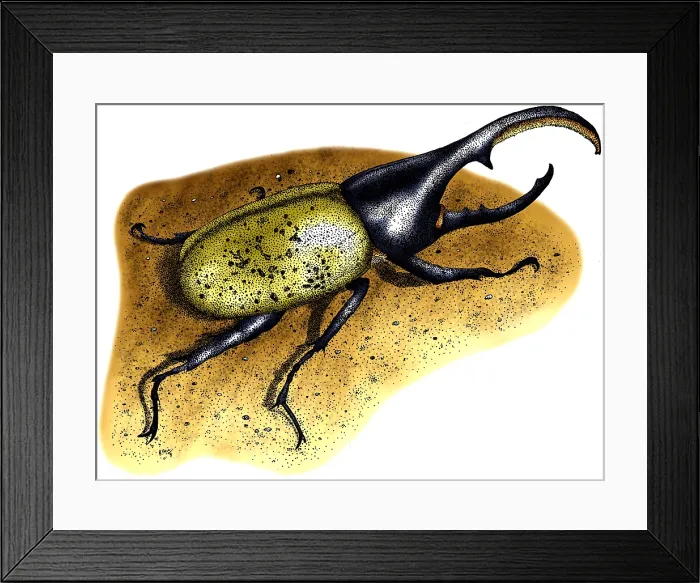 Framed Print : Hercules Beetle Framed Print : Hercules Beetle
