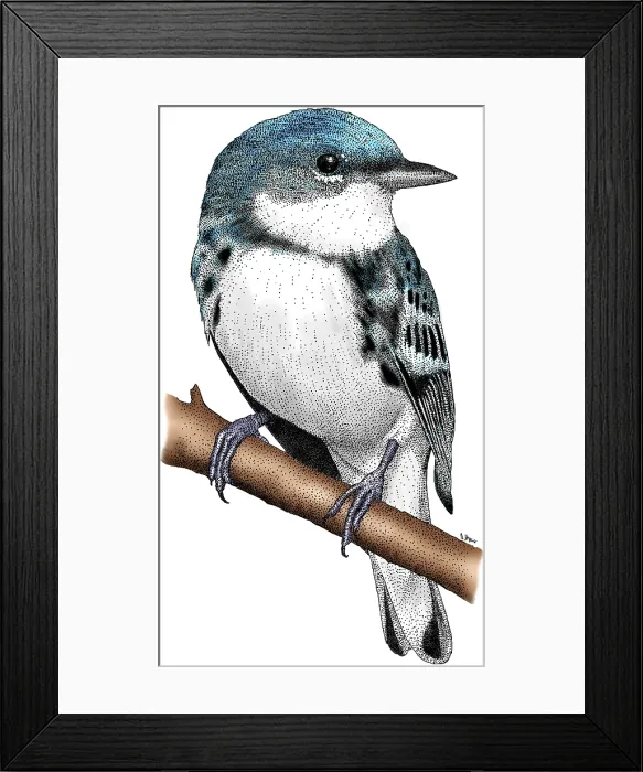 Framed Print : Cerulean Warbler Framed Print : Cerulean Warbler