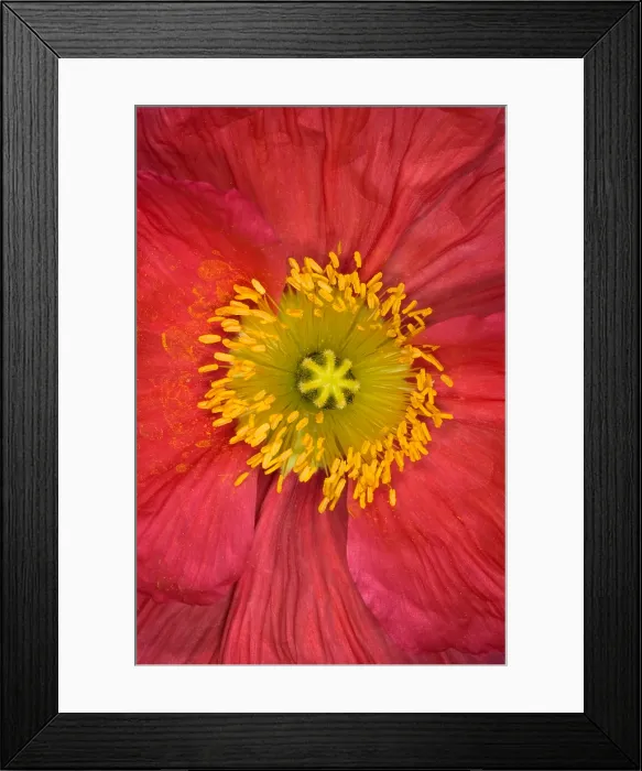 Framed Print : Iceland Poppy Framed Print : Iceland Poppy